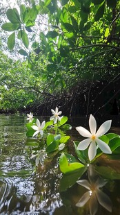 红树森保护区