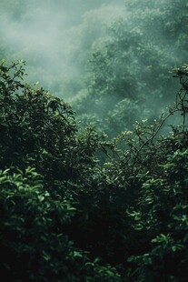 照射光线大雾高山流水