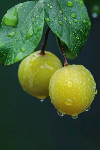 雨中青李