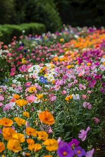 户外花圃鲜花盛开