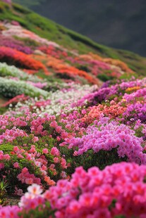 山花烂漫鲜花盛开