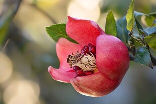 石榴花苞特写红花绿叶