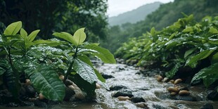 荫下种植咖啡