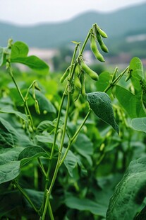 生长着的毛豆