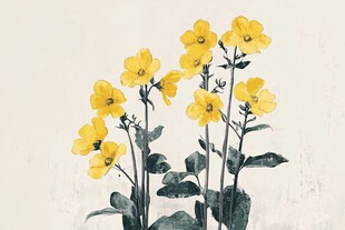 报春花插画