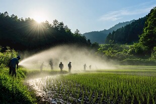 樟村林清晨阳光