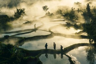 雾色梯田