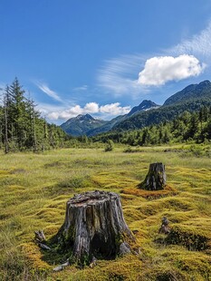 大九湖树木