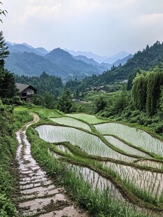 梯田乡村风光