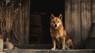 东北民居农家院狗