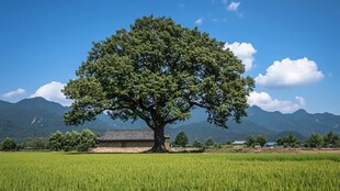 村头一颗树