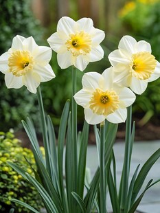 水仙白色花瓣黄色芯