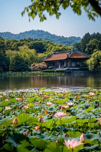 曲院风荷荷花