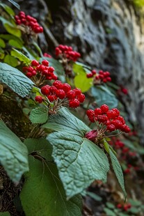 高清山里红果