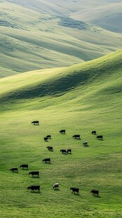 丘陵草原马群