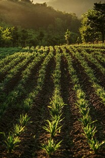 洋葱植株田园风光