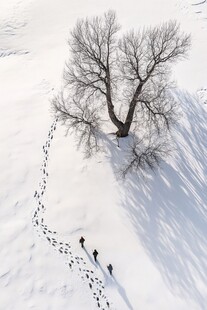 雪地上树影