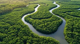 鸟瞰湿地