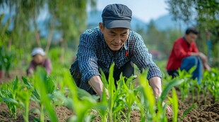 乡村劳作农民百姓