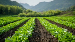 蔬菜种植田园风光