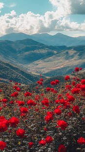 山花烂漫鲜花盛开