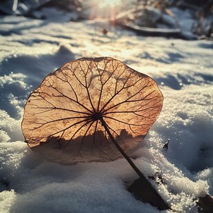 残荷雪韵