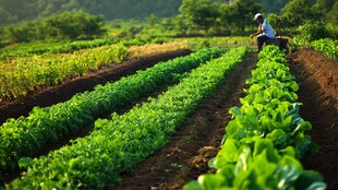 田间农民在摘菜