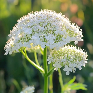 大葱开花特写