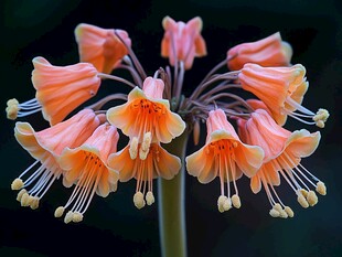 宝莲灯花特写