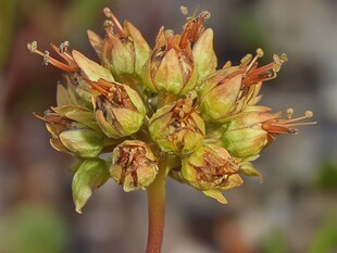 近摄结香花花蕾