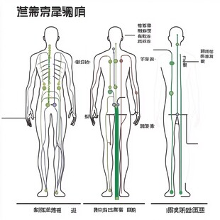 脊柱弯曲危害