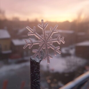 雪花鲳