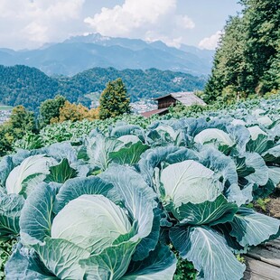 山里的白菜