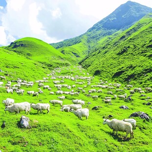 高山草场羊群