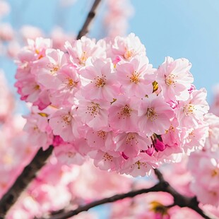 春光灿烂樱花浪漫