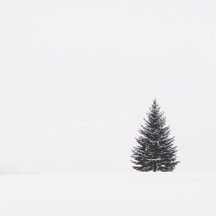 冬季雪地一颗松树