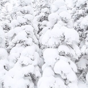 大雪青松