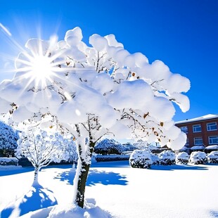 阳光下的雪景