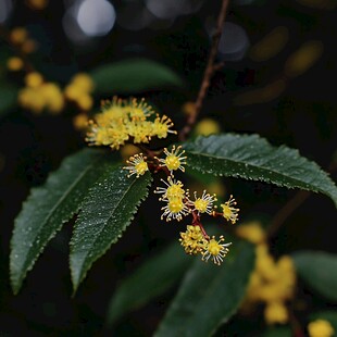 千里光密蒙花