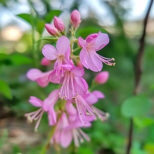 宝莲灯花