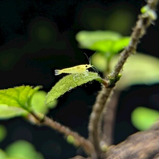 苎麻叶上的毛虫