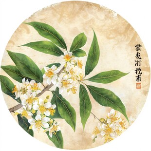 桂花工笔画