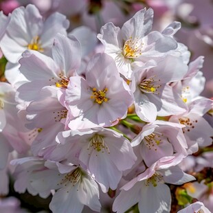 阳光白色鲜花粉色樱花