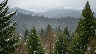 雪落松树