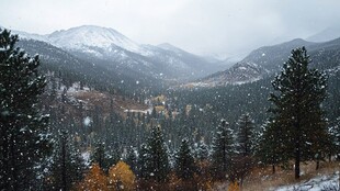 深秋白雪山峰森林黄叶