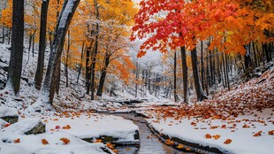 醉雪枫叶