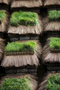 生草的古建筑屋顶