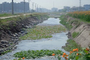 河道治理成果