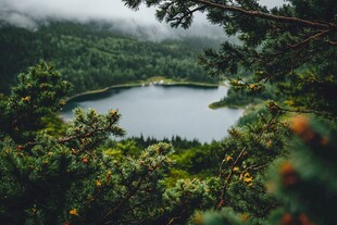 高山湖泊松树