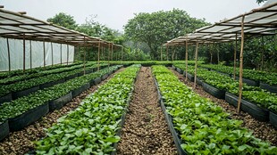 蔬菜种植基地农家菜园